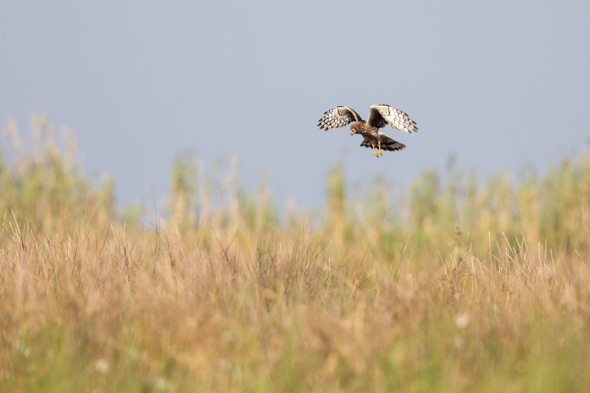 Female_Northern_Harrier_Acevedo-297-print-LR.jpg