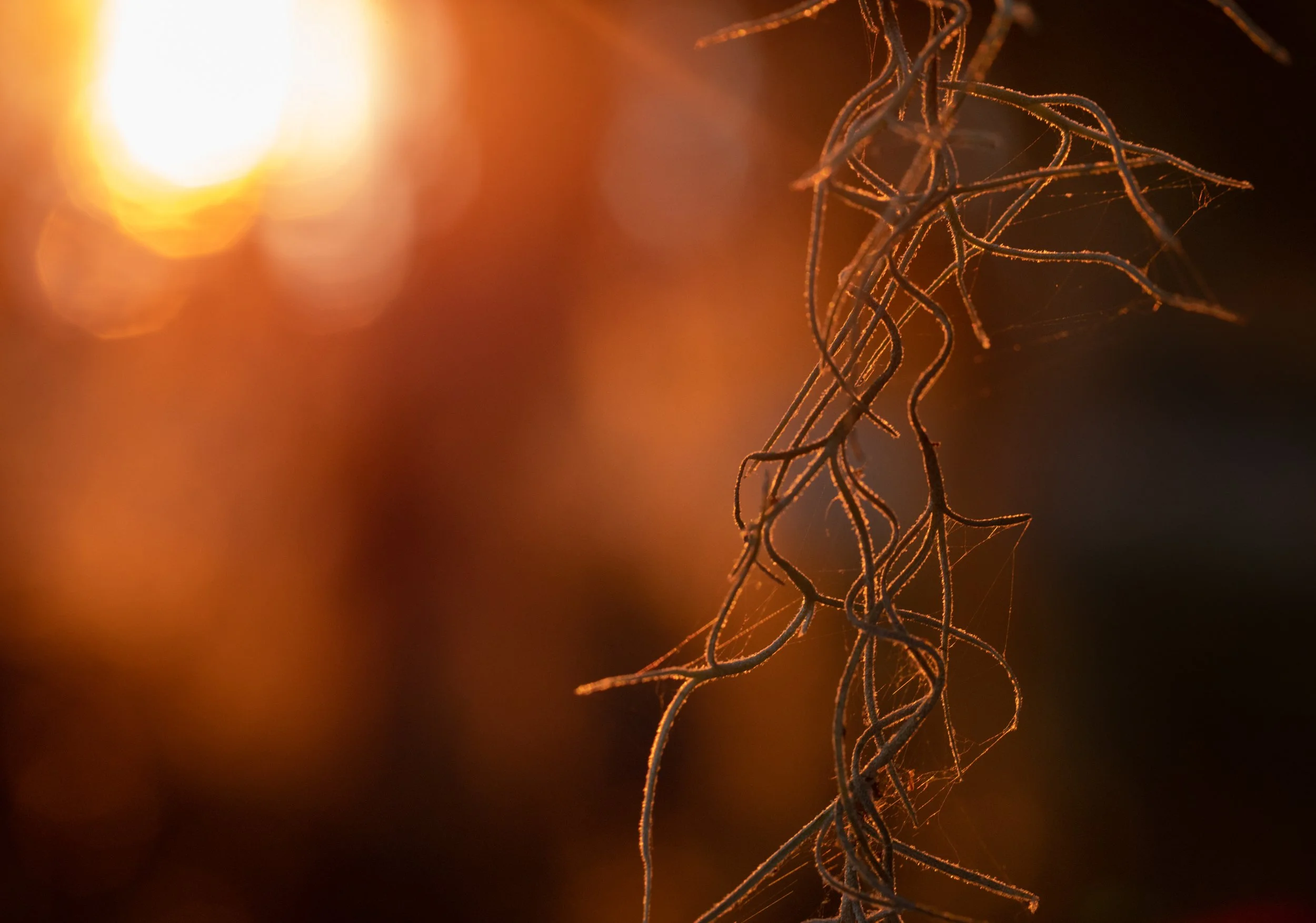 Spanish-Moss-Closeup-Acevedo-241-EAcopy-print-LR.jpg