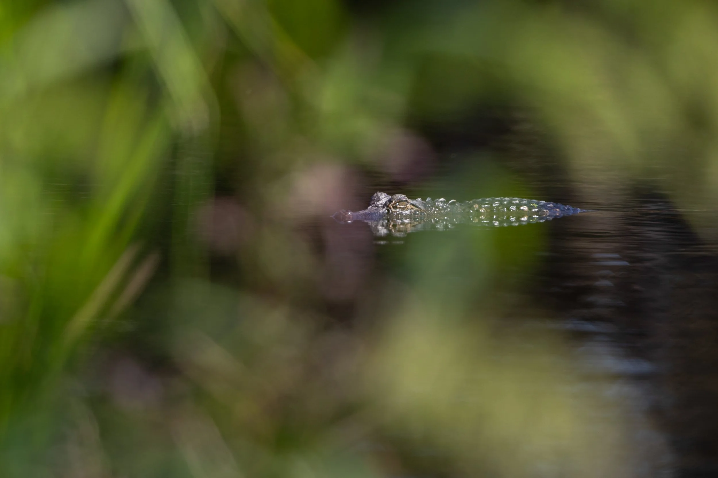 Alligator_Fontainebleau_Acevedo-054-print-LR.jpg