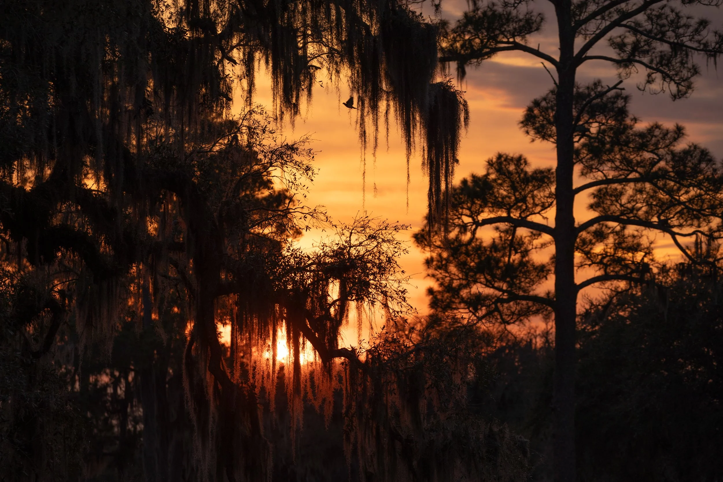 Live_Oaks_moss_silhouette_Acevedo_225-print-LR.jpg