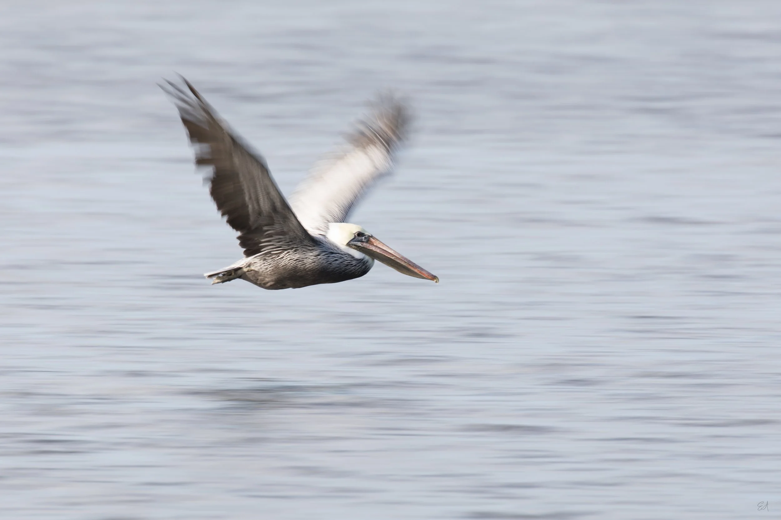 Brown_Pelican_Flight_Blur-310-Print-LR.jpg