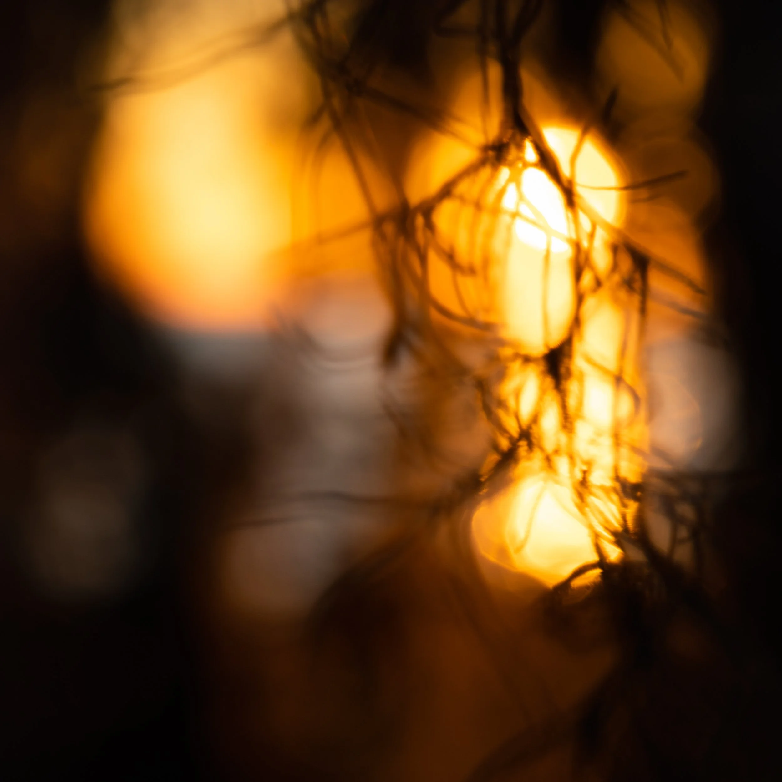 Sunset_spanish_moss_Acevedo-193-LR.jpg
