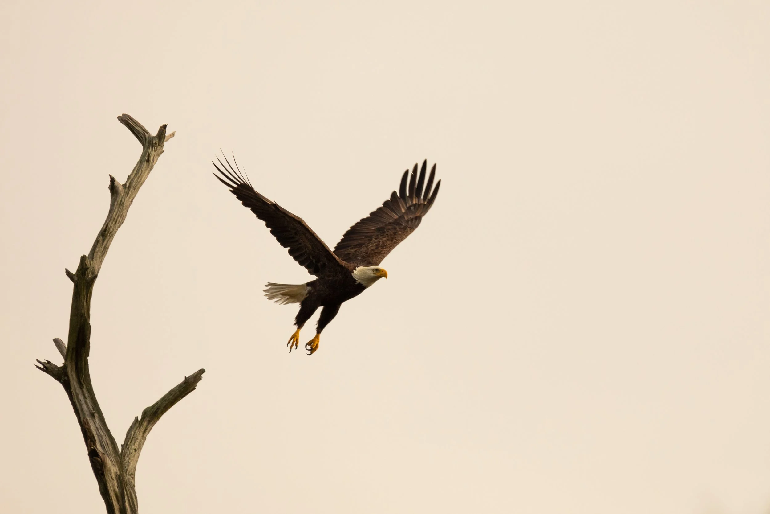 Bald_eagle_taking_flight_Acevedo_101-print-LR.jpg