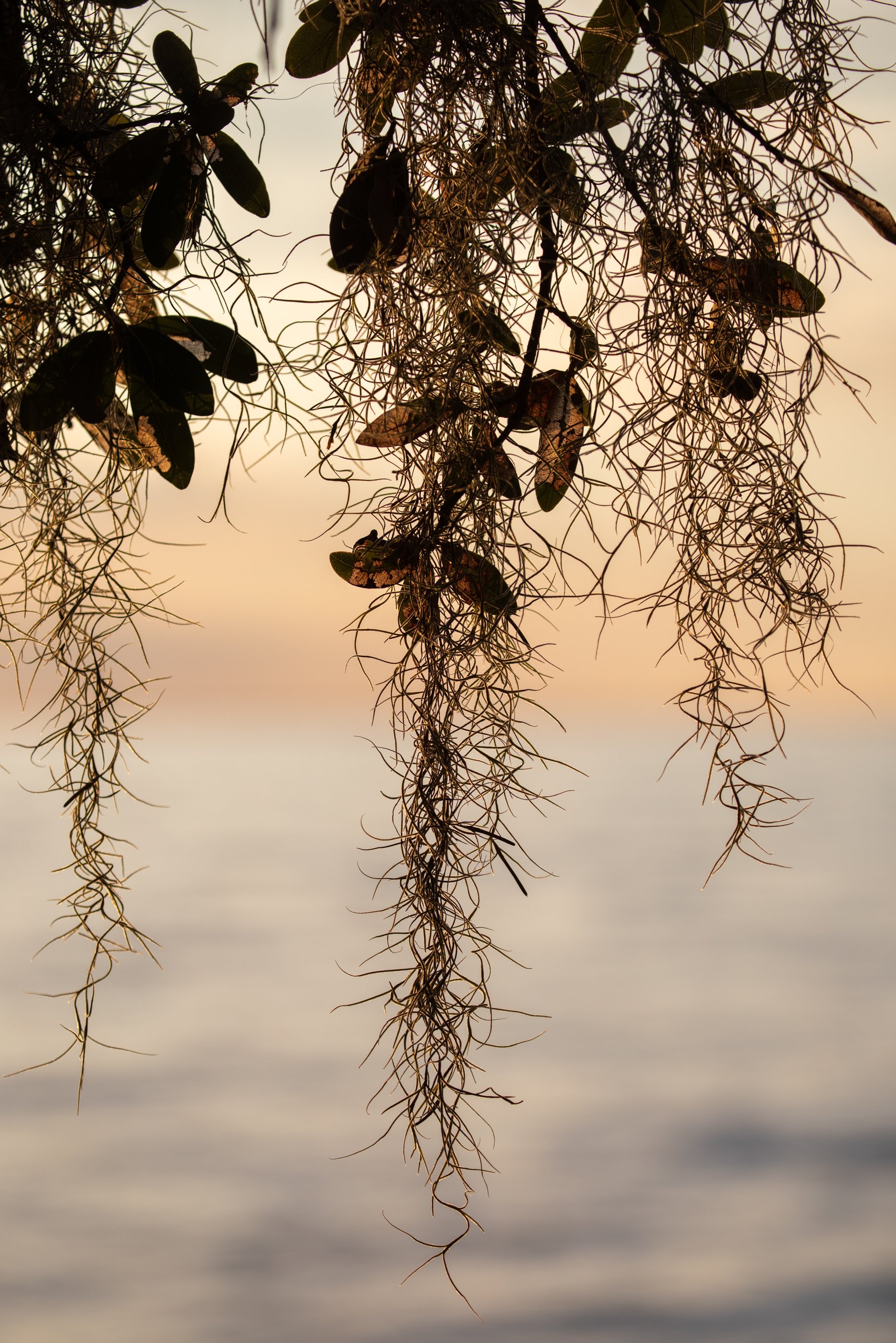 Spanish_Moss_Closeup_Acevedo_058_HR-EACopy-LR.jpg