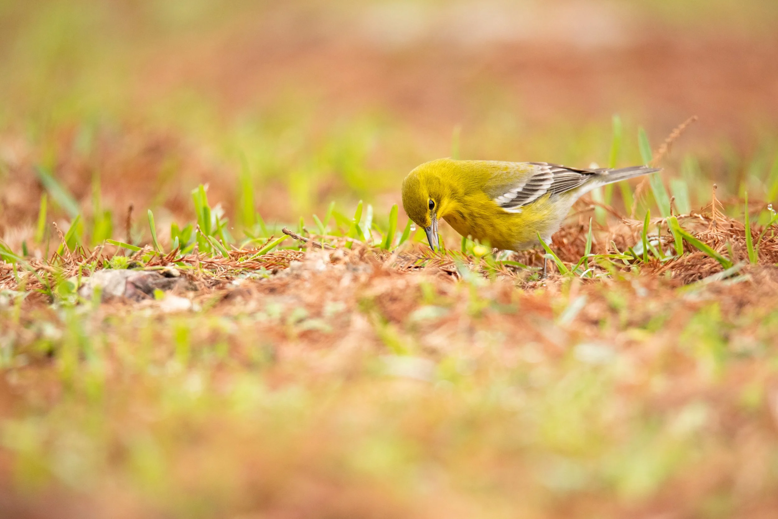 Pine_warbler_Fontainebleau_Acevedo_199-Print-LR.jpg