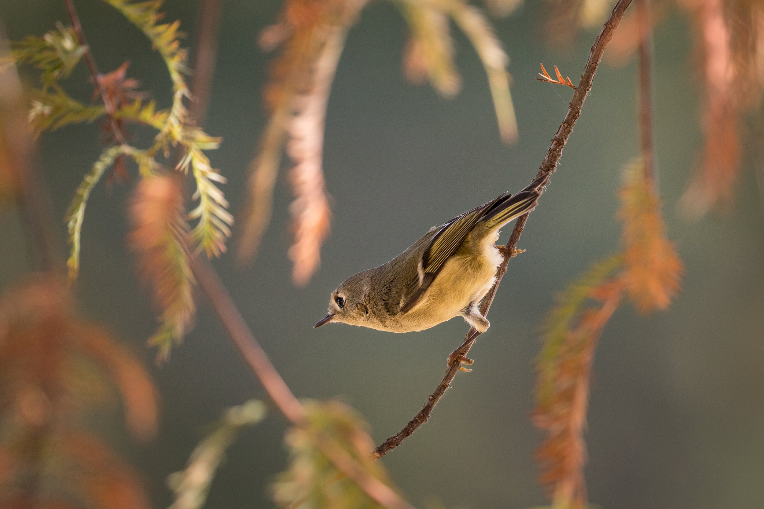 Kinglet_Acevedo_0066-Edit-HR-EACopy-Print-LR.jpg