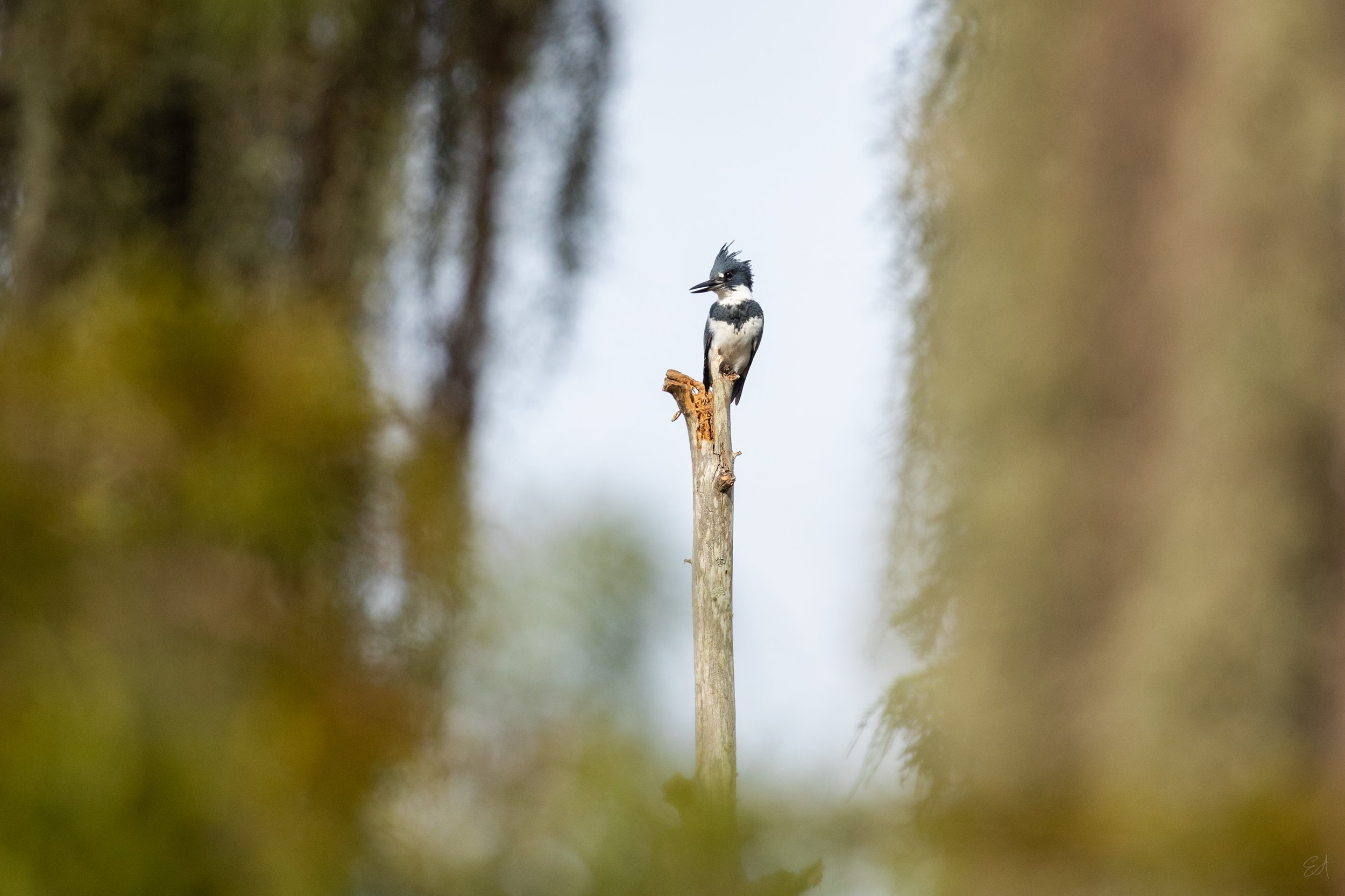 Belted_Kingfisher_217-EAcopy-Print-LR.jpg