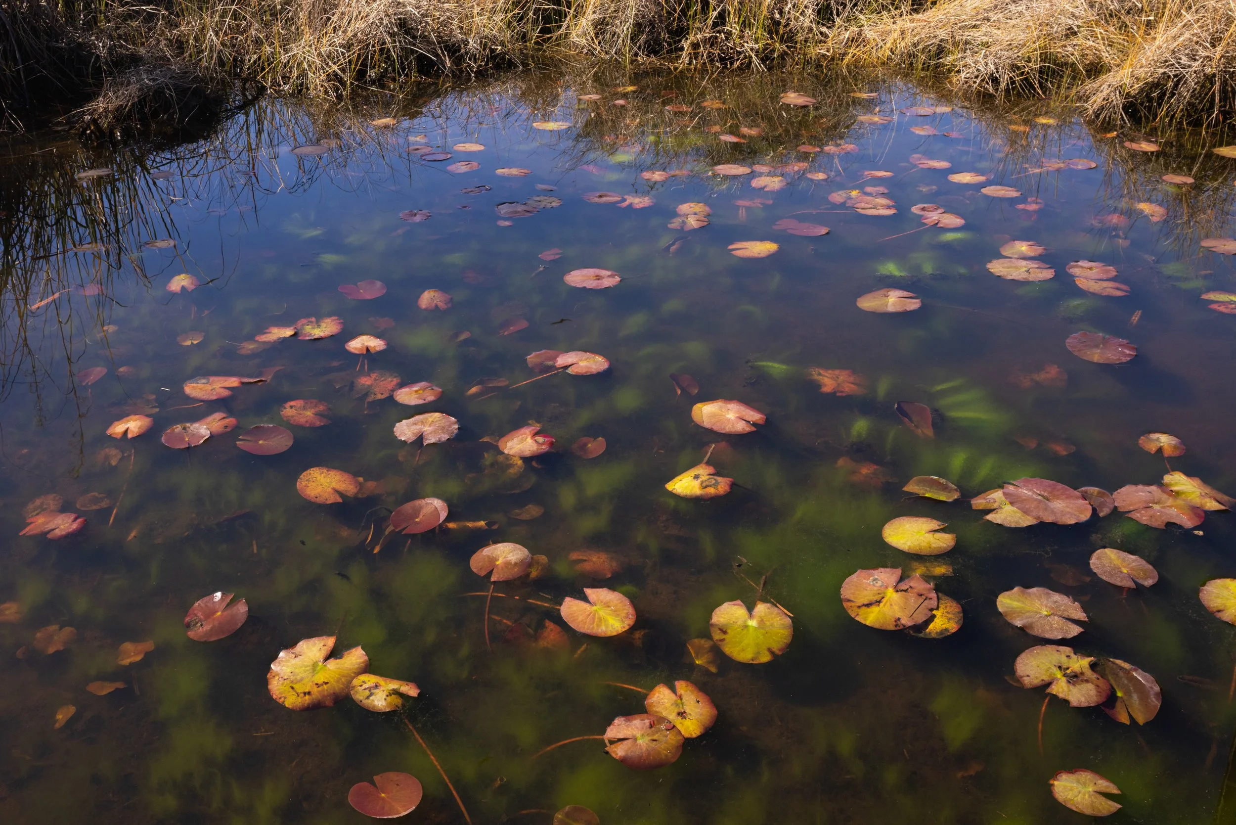 Submerged_water_lily_pads_Acevedo_715-print-LR.jpg