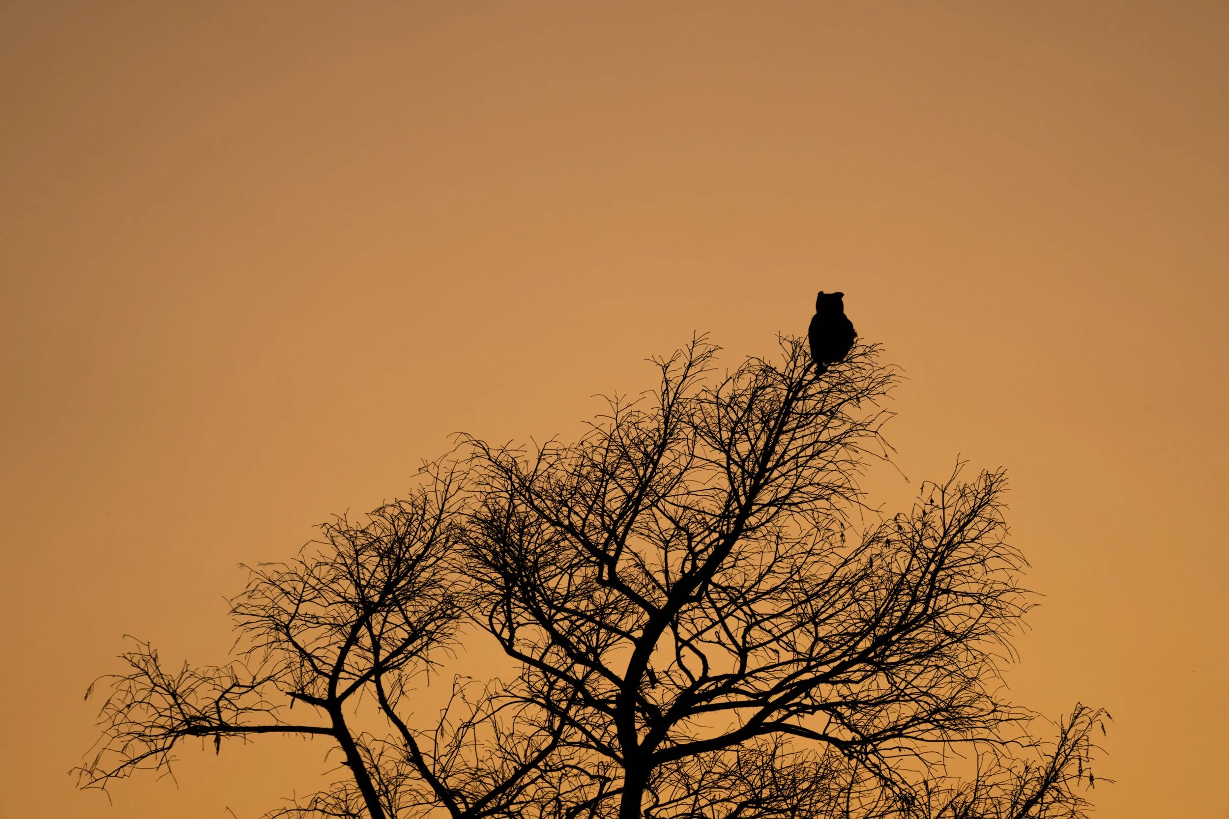 Great_Horned_Owl_Big_Branch_Acevedo-641-Edit-LR.jpg