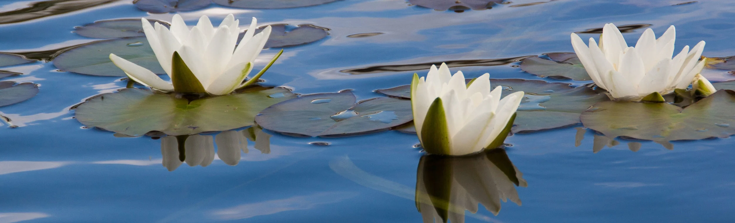 lilies-web.jpg