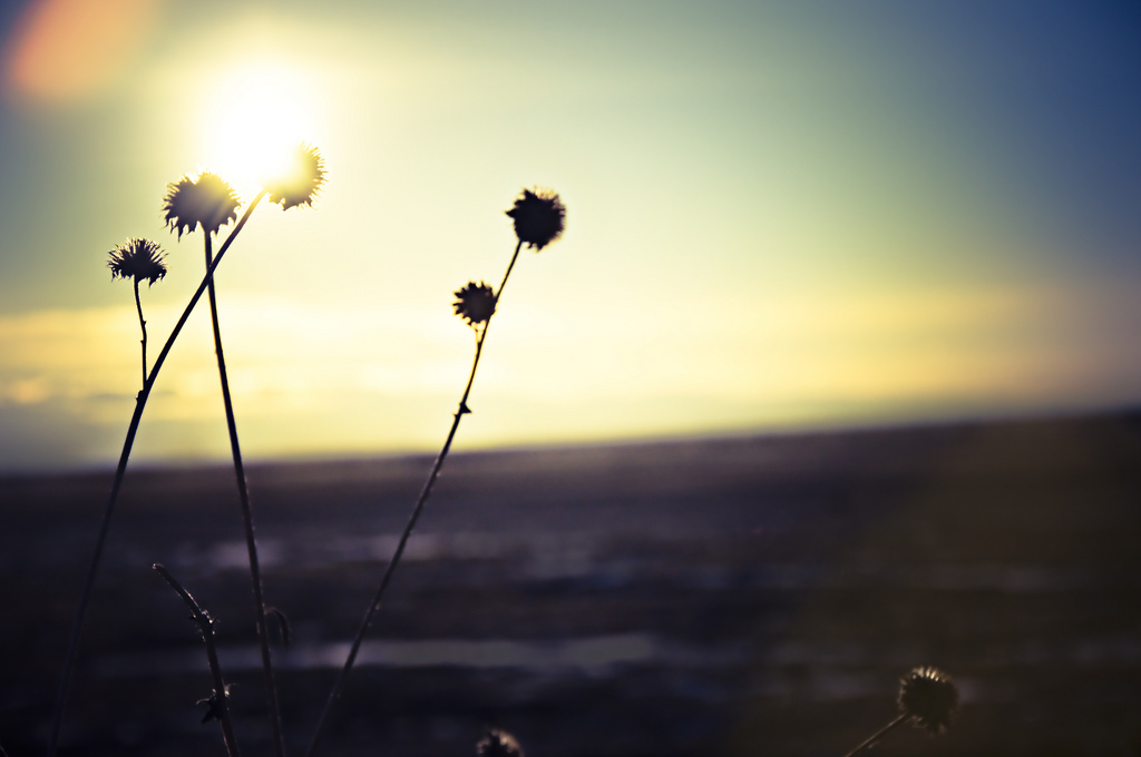 4307724455_9f575a29b3_b.jpg