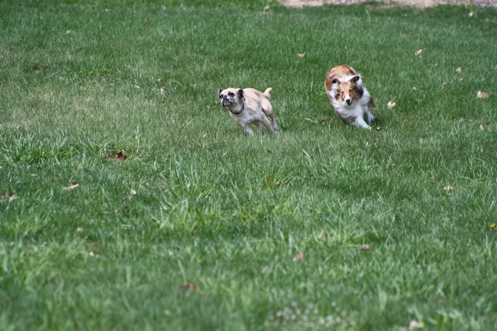 Top Dog Day Camp — Top Dog Day Camp sign up page