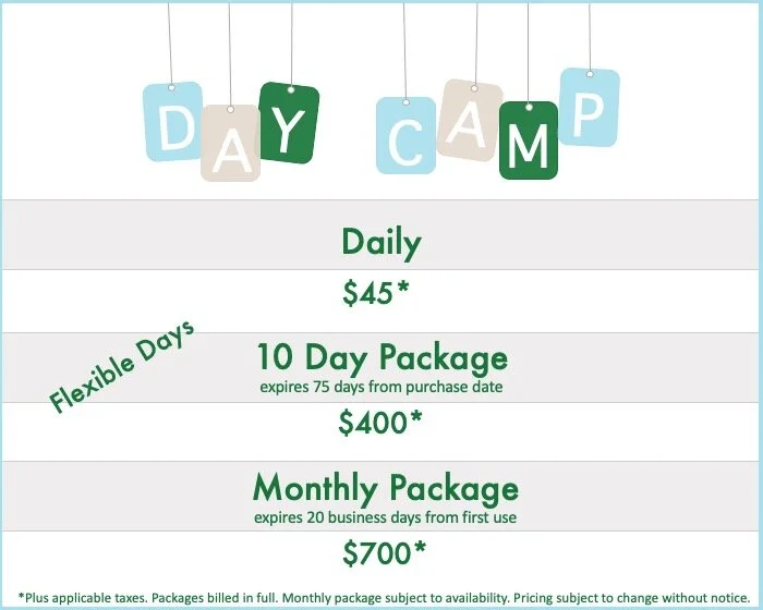 Top Dog Day Camp — Top Dog Day Camp Rates for Day Care