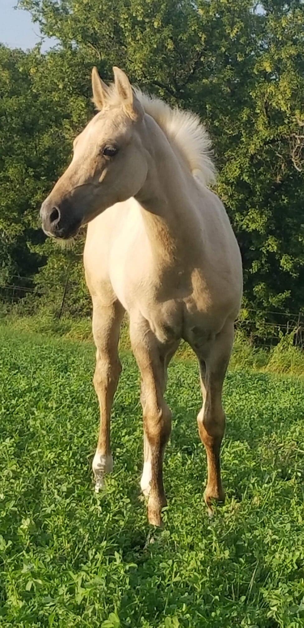 2018 Stud Colt - Jewels x High Brow Stripes