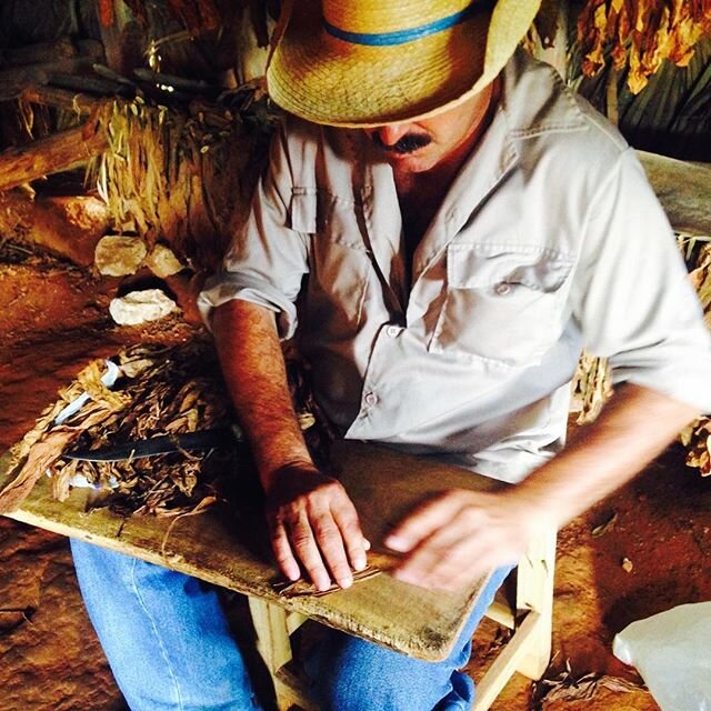 Touring a tobacco farm and getting lessons from a master Torcedor 👨&zwj;🌾.
.
.
.
This is Benito, showing us the mesmerizing art of rolling in the drying hut of his organic tobacco plantation, nestled in the tiny agricultural town of Vi&ntilde;ales.