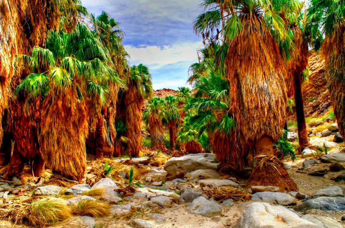 Desert Oasis Escapes: 16 Must-Experience Activities in Palm Springs, CA