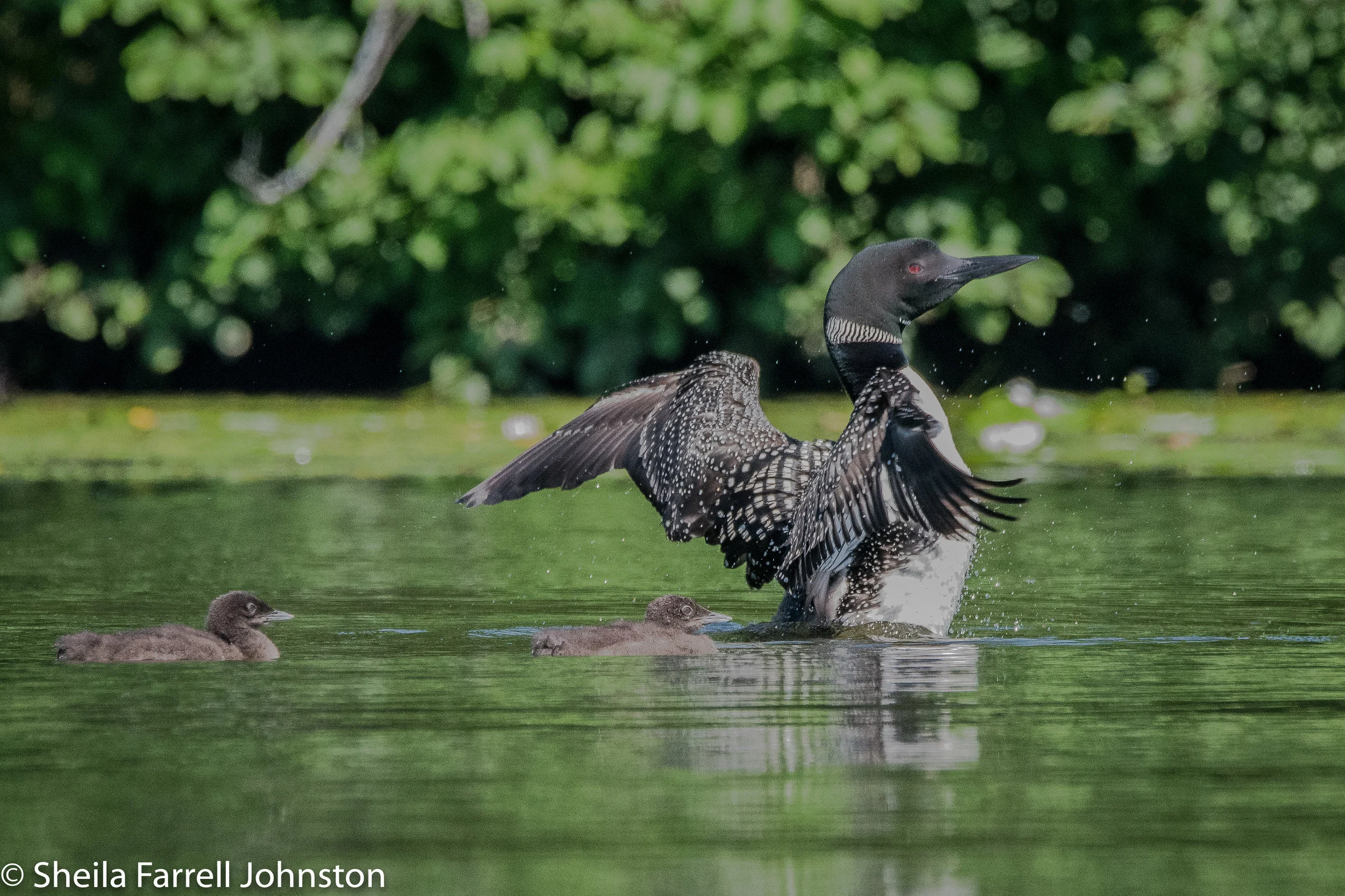 Sota and Chicks, Bobber and Nisswa, 7/18