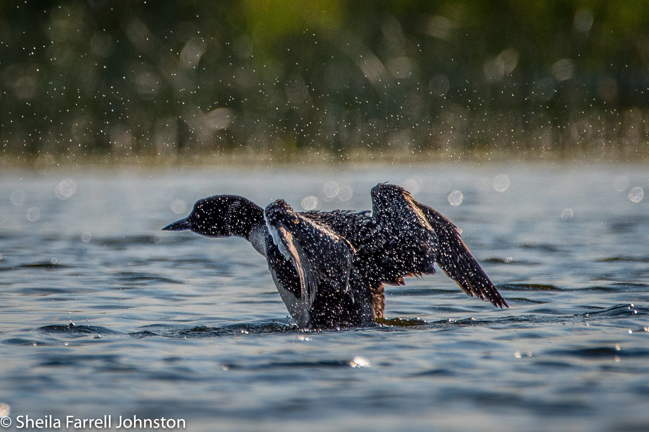 Ole Wing Stretch with Water Droplets #3, 8/2/18