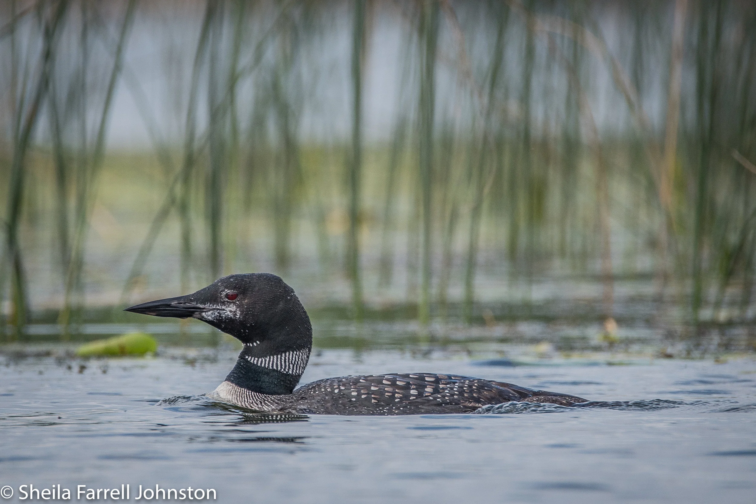 Lena losing black and white breeding plumage and beginning to turn gray for winter, 9/18