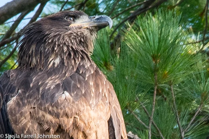 Juvenile Eagle Close Up, 8/18