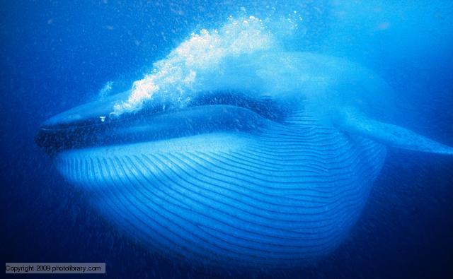 bmarinovic3 blue whale.jpg