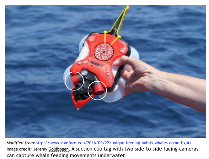 Suction cup tag - Jeremy Goldbogen.png