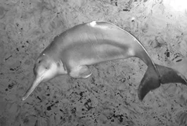 Yangtze river dolphin.jpg