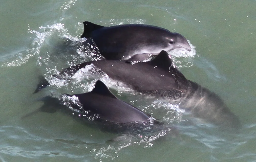 photo: © Bill Keener, Golden Gate Cetacean Research