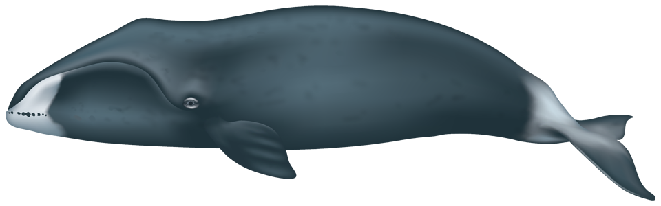 Bowhead Whale (balaena mysticetus)