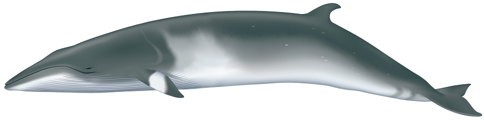 Minke Whale (balaenoptera acutorostrata)