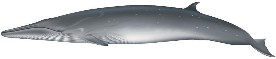 Bryde's Whale (balaenoptera brydei/edeni)