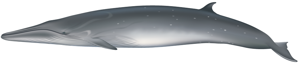 Bryde's Whale (balaenoptera brydei/edeni)