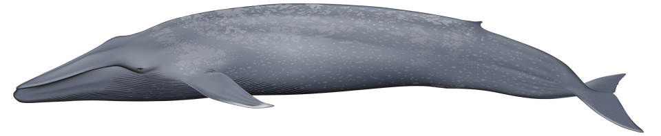 Blue Whale (balaenoptera musculus)