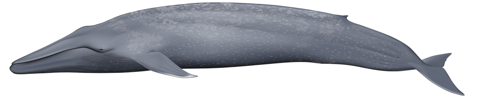 Blue Whale (balaenoptera musculus)