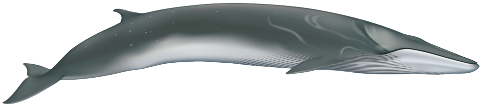 Fin Whale (balaenoptera physalus)