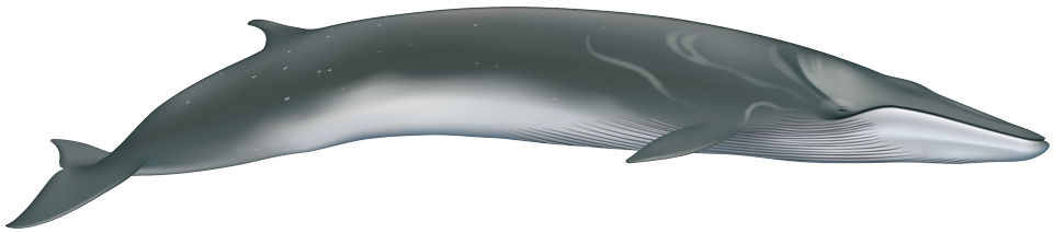 Fin Whale (balaenoptera physalus)
