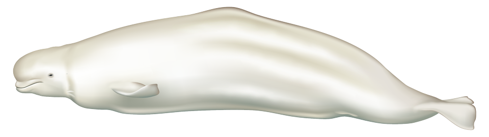 Beluga Whale (delphinapterus leucas)