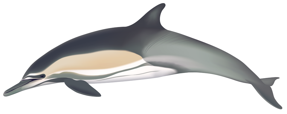 Common Dolphin (delphinus capensis)