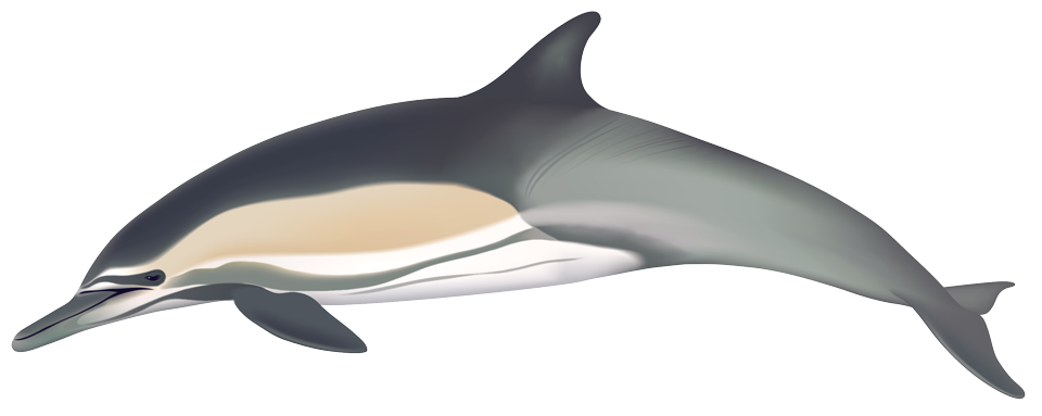 Common Dolphin (delphinus capensis)