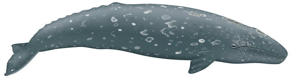 Gray Whale (eschrichtius robustus)