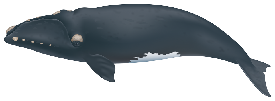 North Atlantic Right Whale (eubalaena glacialis)