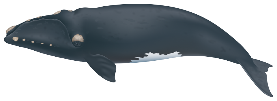 North Atlantic Right Whale (eubalaena glacialis)