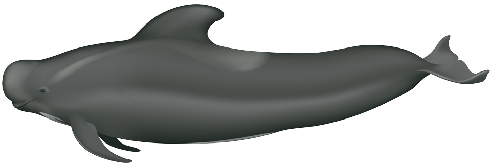Short-Finned Pilot Whale (globicephala macrorhynchus)