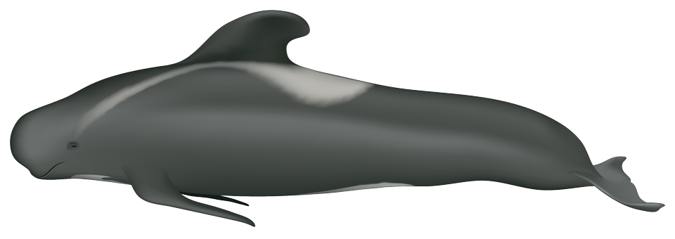 Long-Finned Pilot Whale (globicephala melas)