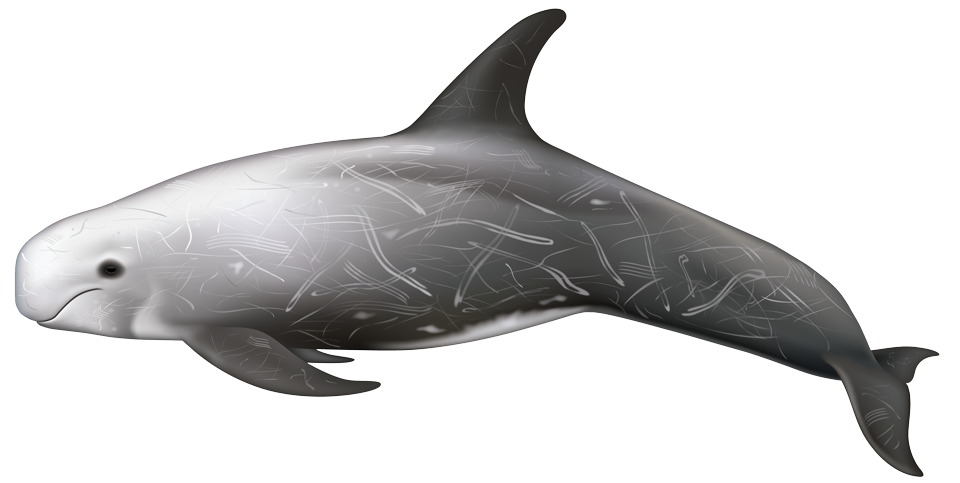 Risso's Dolphin (grampus griseus)