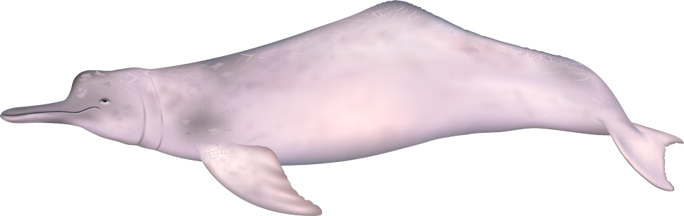 Amazon River Dolphin (inia geoffrensis)