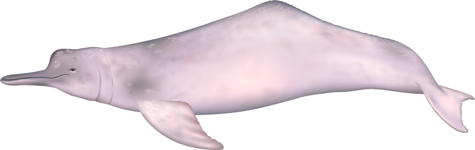 Amazon River Dolphin (inia geoffrensis)