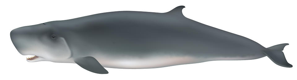 Pygmy Sperm Whale (kogia breviceps)