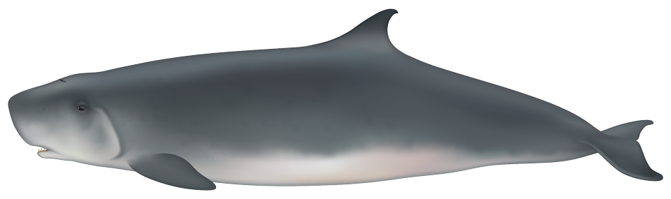 Dwarf Sperm Whale (kogia sima)