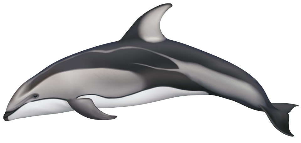 Pacific White-Sided Dolphin (lagenorhynchus obliquidens)